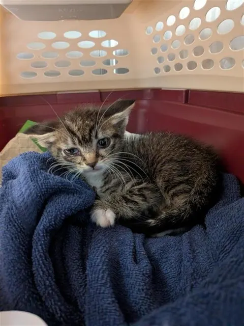 *Tom Kitten