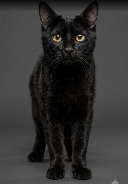 Milo