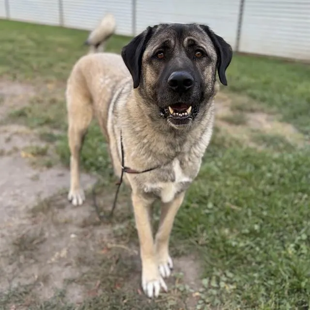 Duke