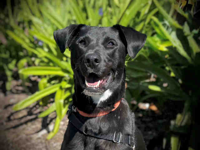 Hiro