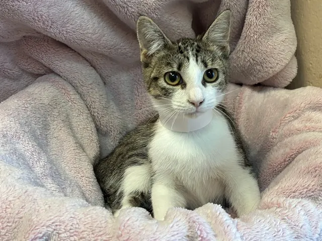 Shelter Staff Named Me *Zephyr