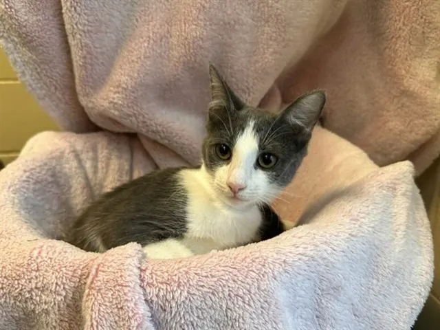 Shelter Staff Named Me *Lightning