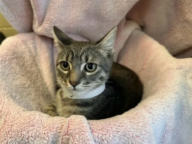 Shelter Staff Named Me *Thunder