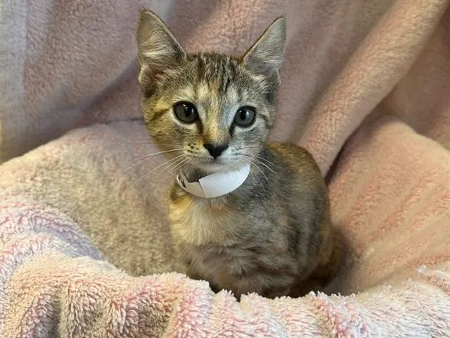 Shelter Staff Named Me *Blanche