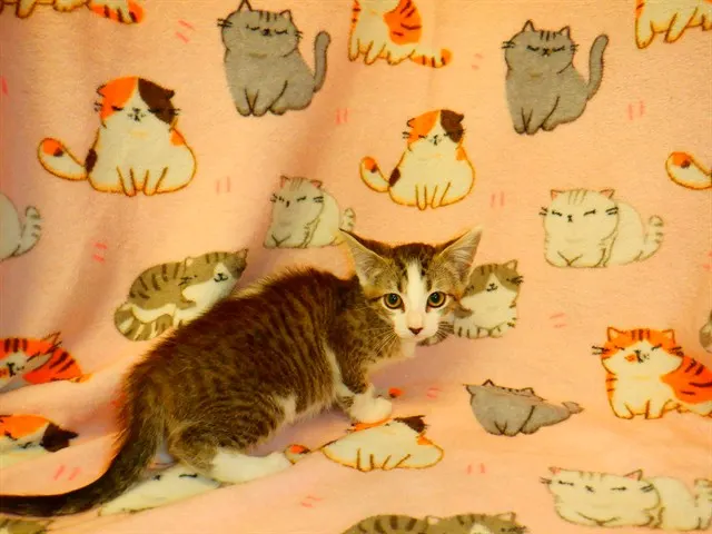 Adoptable Cat