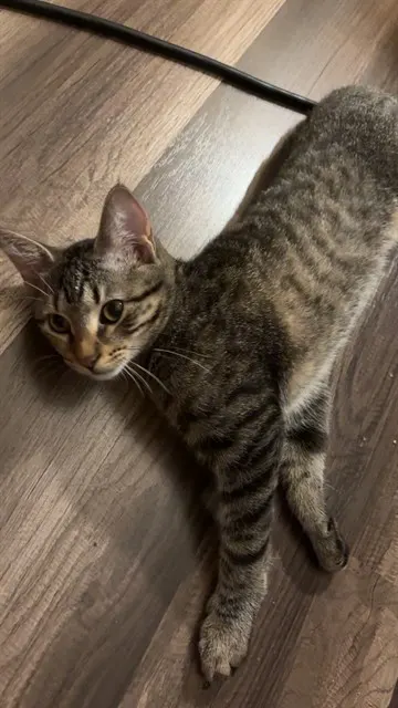 Rocket
