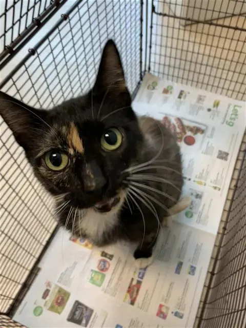 Coco