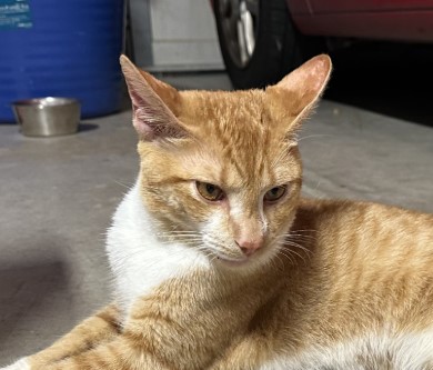 Adoptable Cat