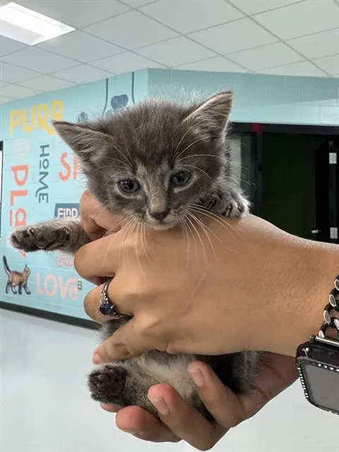 Adoptable Cat