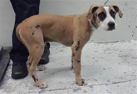 Adoptable Dog