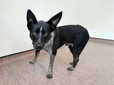 Oreo