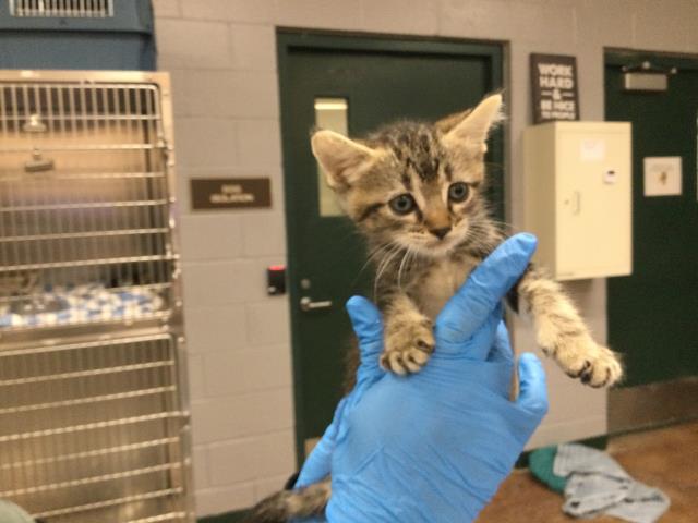 Adoptable Cat