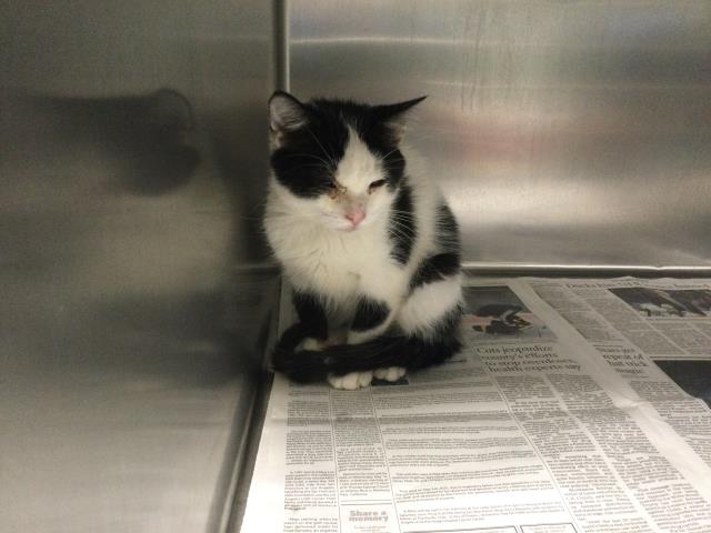 Adoptable Cat