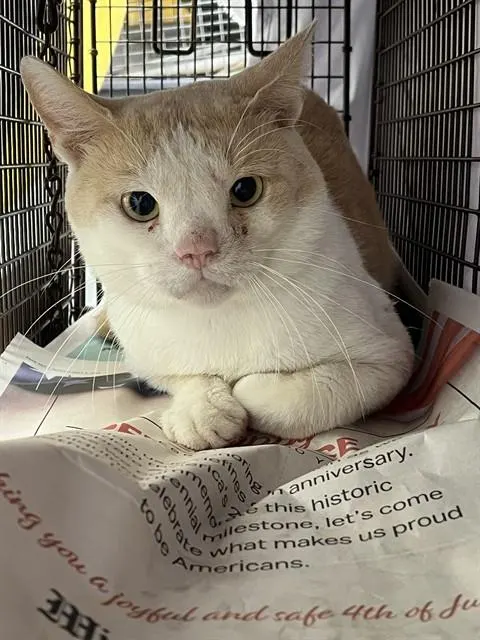 Adoptable Cat
