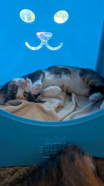 Cassey
