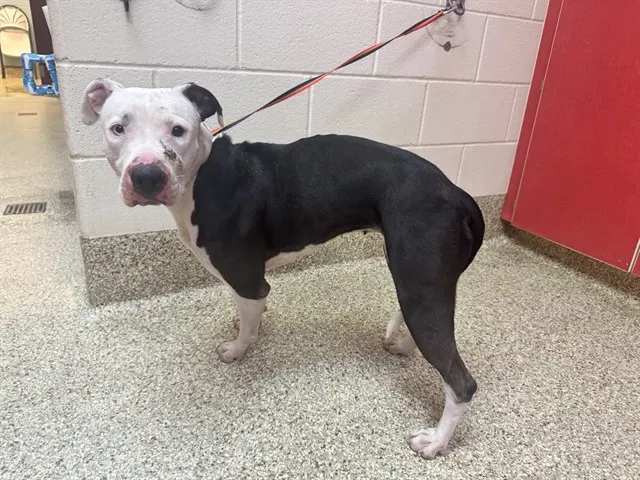 Nova