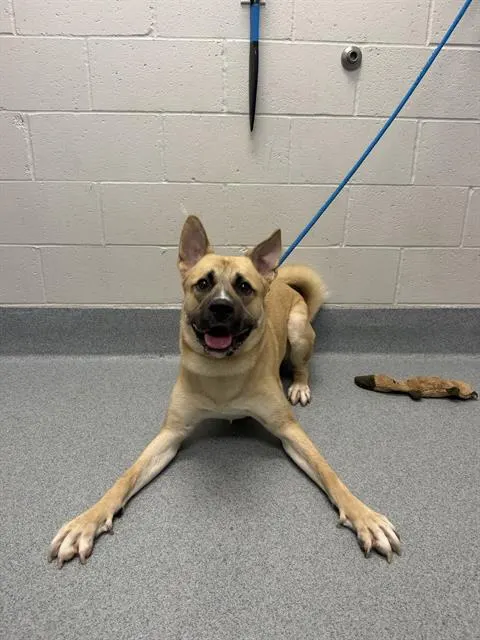 Leo