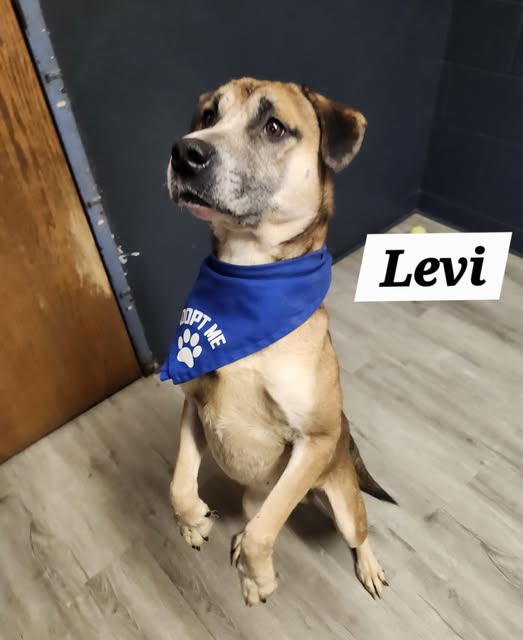 Levi