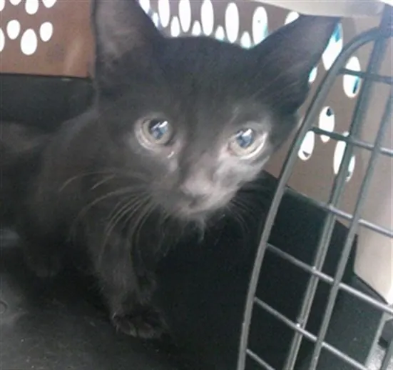 Adoptable Cat
