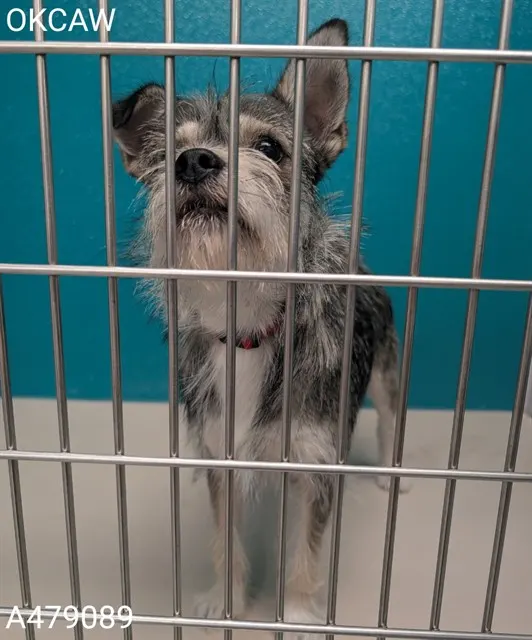 Adoptable Dog