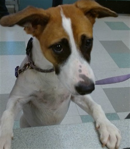 Adoptable Dog