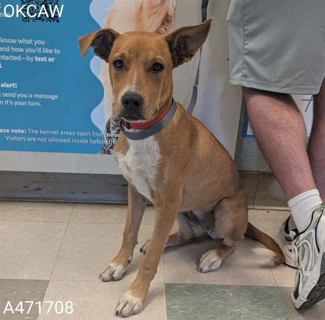 Adoptable Dog