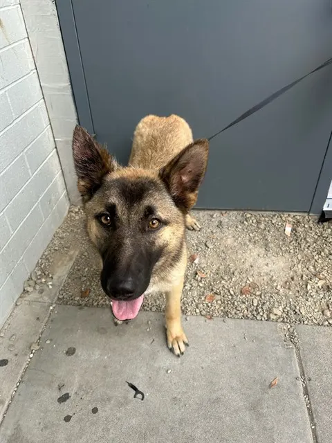 Adoptable Dog