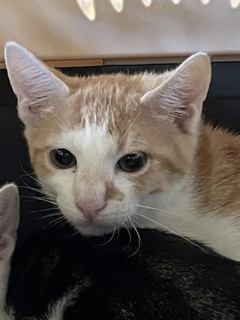 Adoptable Cat