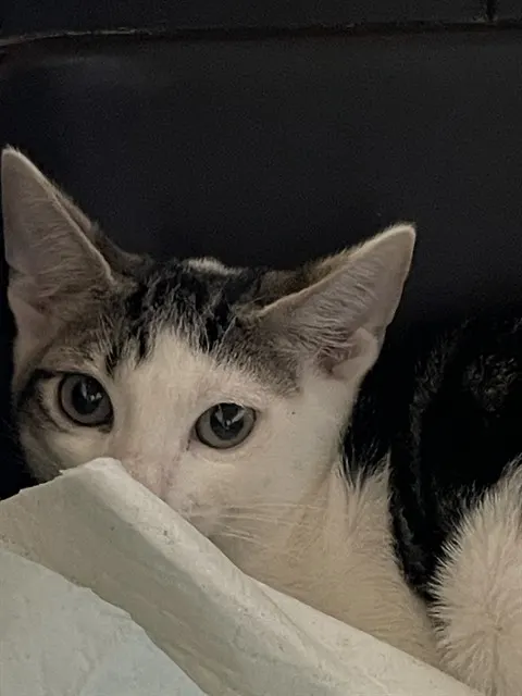 Adoptable Cat