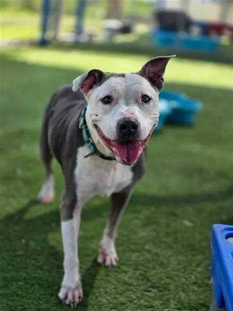 Maggie