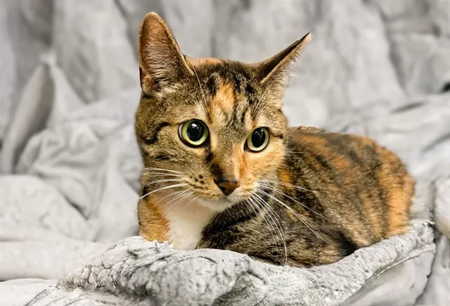 Ami