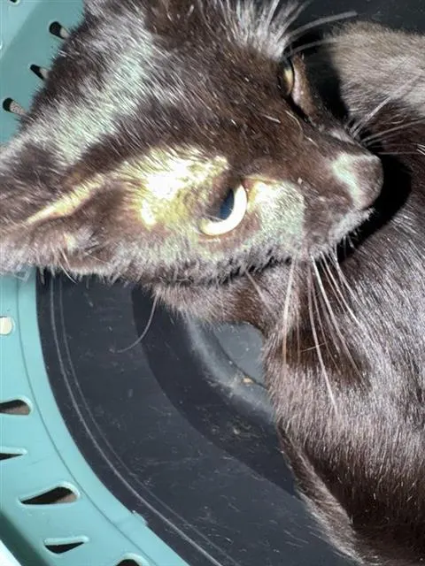 Pepper