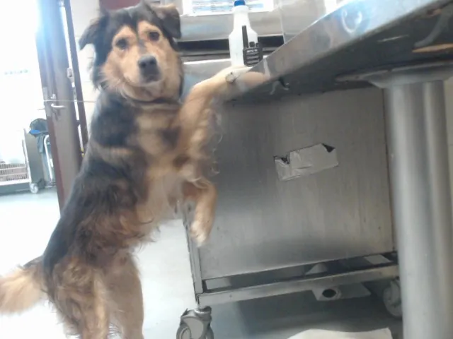 Adoptable Dog