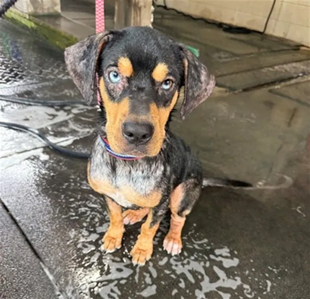 Adoptable Dog