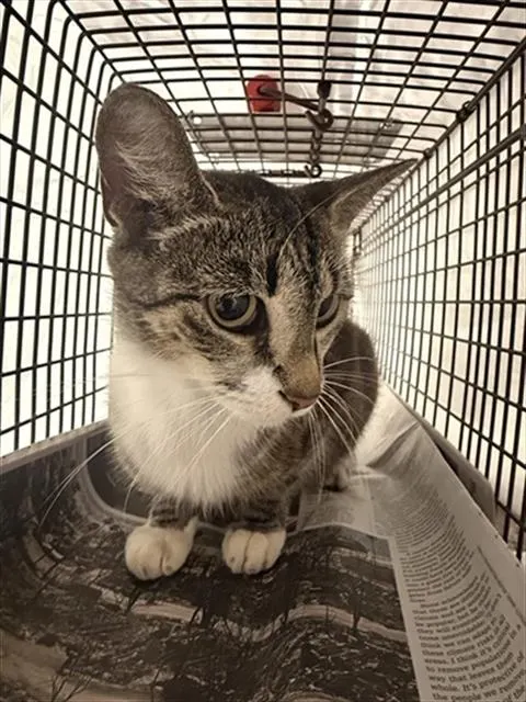 Adoptable Cat