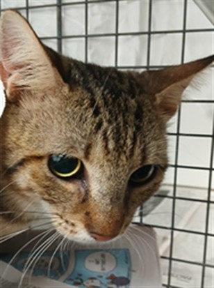 Adoptable Cat