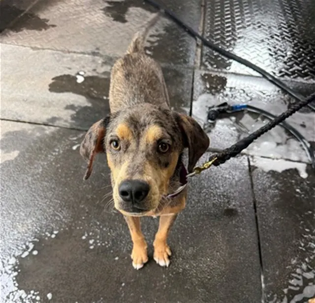 Adoptable Dog