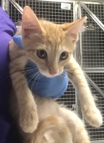 Adoptable Cat