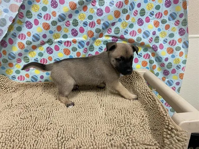 Nala