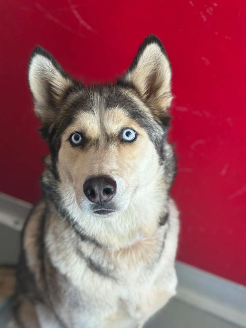 Miska