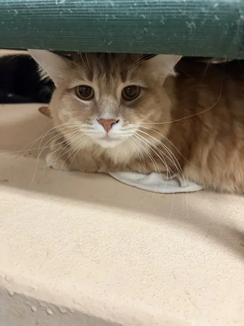 Canelo