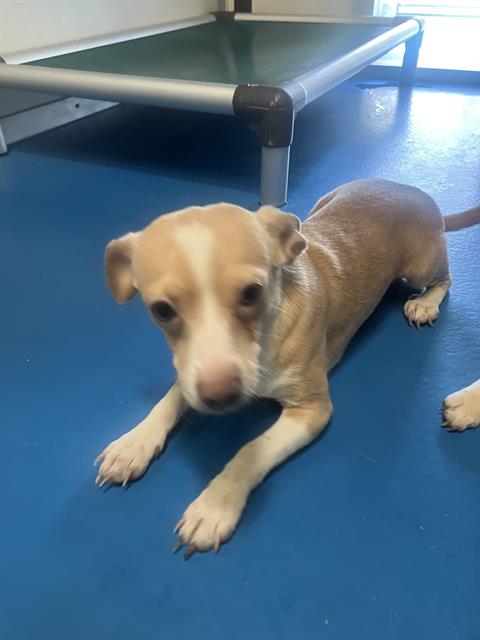 Adoptable Dog