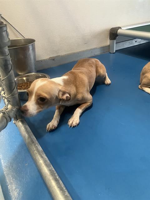 Adoptable Dog