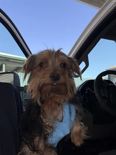 Adoptable Dog