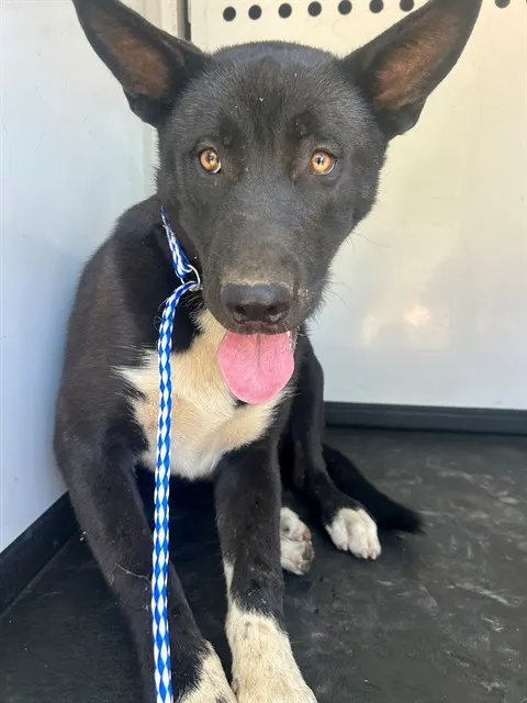 Adoptable Dog