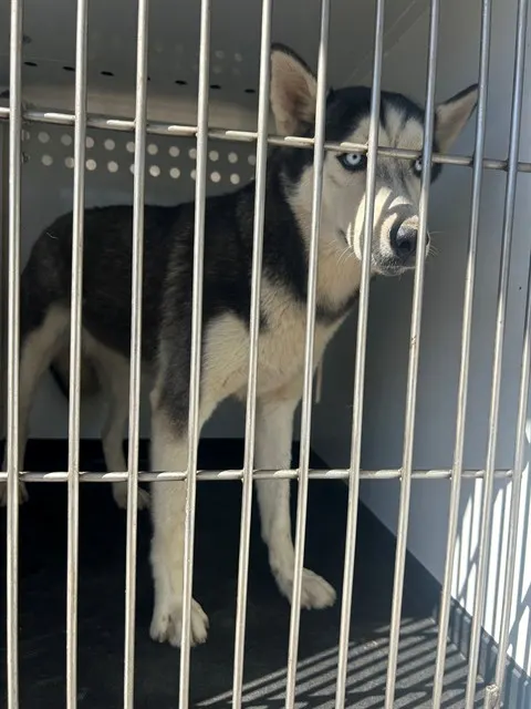 Adoptable Dog