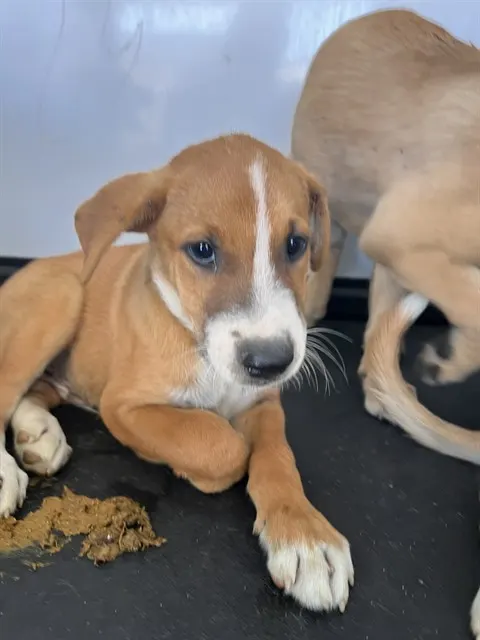 Adoptable Dog