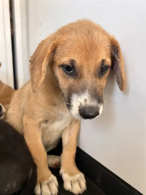 Adoptable Dog
