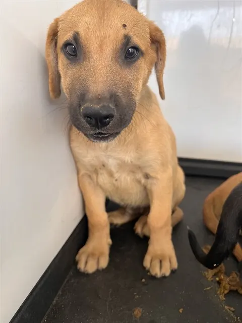 Adoptable Dog