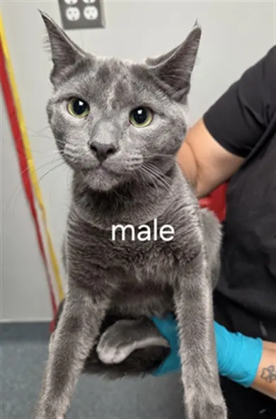 Adoptable Cat